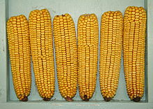 Waxy corn